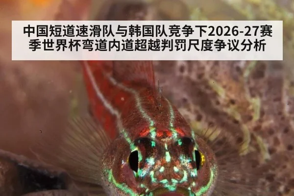 中国短道速滑队与韩国队竞争下2026-27赛季世界杯弯道内道超越判罚尺度争议分析